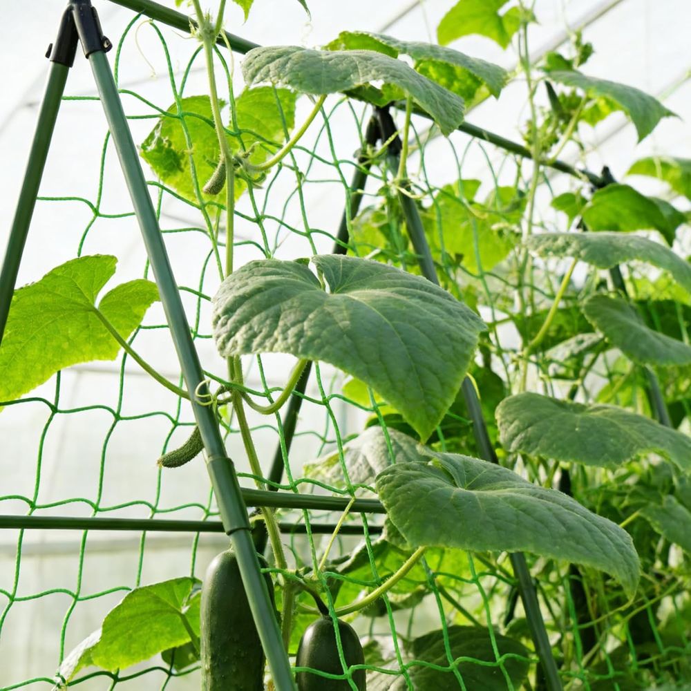 50 Pack 58-Inch Tomato Plant S - Plant Support Stake review and price