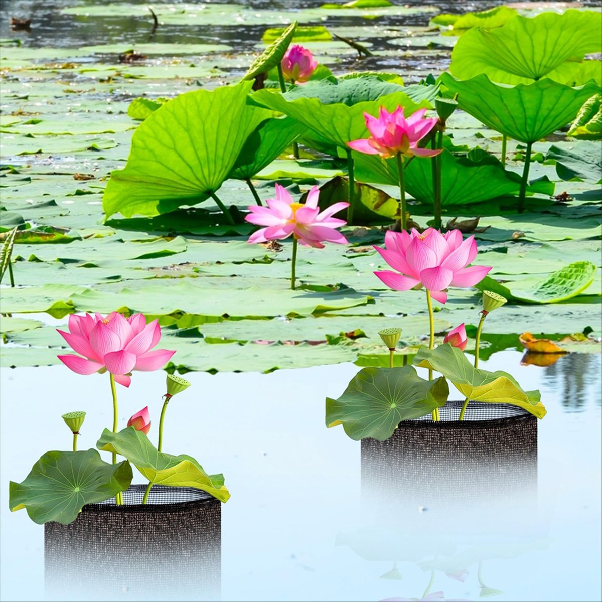 BHBL 4 Pcs X Aquatic Planting  - Gardening Hand Tools B&Q review and price