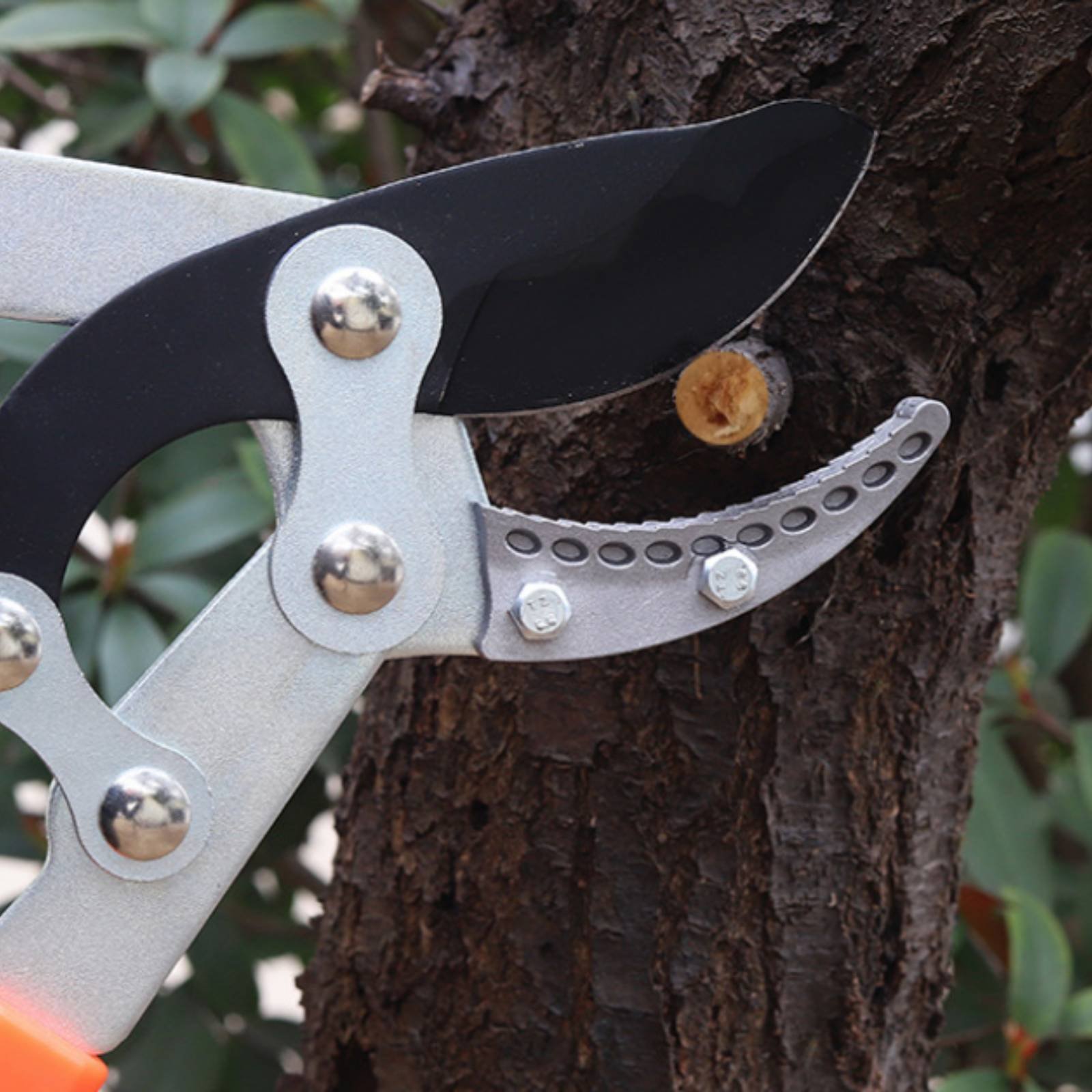 Telescopic Branch Pruners Shar - Gardening Tools review and price